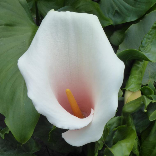 Visuel 1 du produit Arum Rita - Le pot de 3 litres