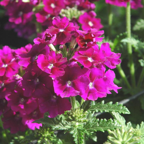 Visuel 1 du produit Verveine érigée - La barquette de 6 plants