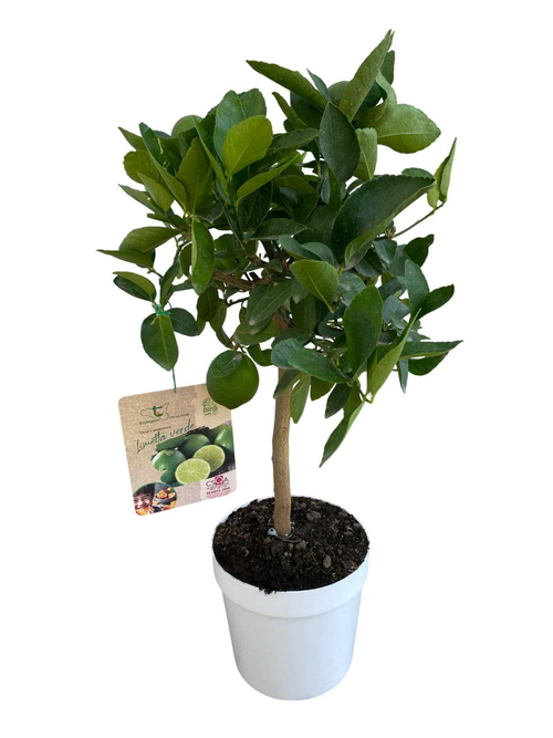 Visuel 1 du produit Lime vert coloris jaune - 5 L