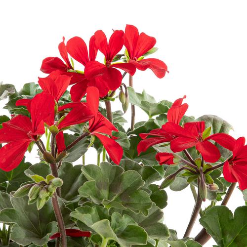 Visuel 2 du produit Geranium lierre double - La barquette de 4 plants