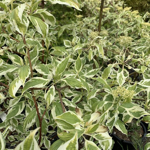 Visuel 1 du produit Cornouiller des Pagodes panaché 80/100. Le pot de 10 litres