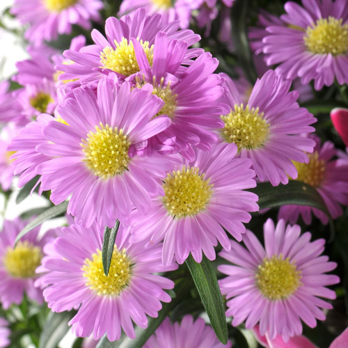 Visuel 1 du produit Aster Vivace. Le pot de 2 litres