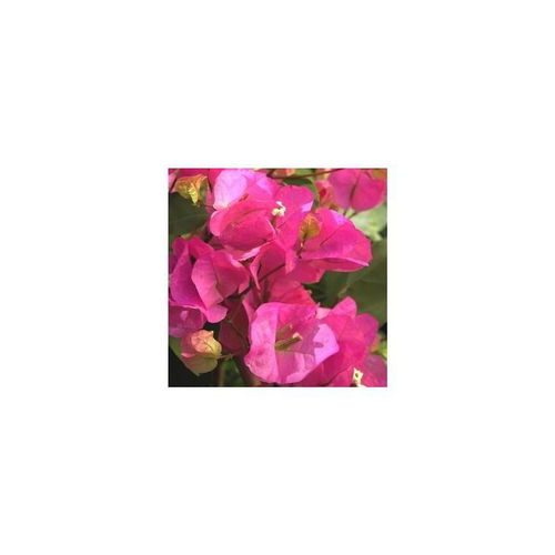 Visuel 1 du produit Bougainvillée colonne - Le pot de 10 litres