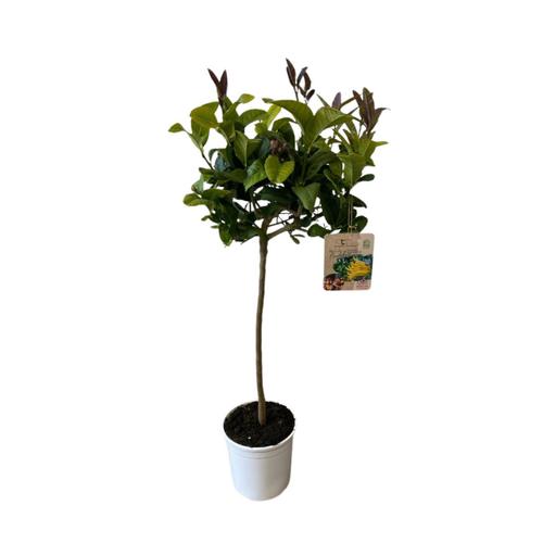 Visuel 1 du produit Cédratier main de Bouddha zéro résidus. Le pot de 9 litres, forme 1/2 tige