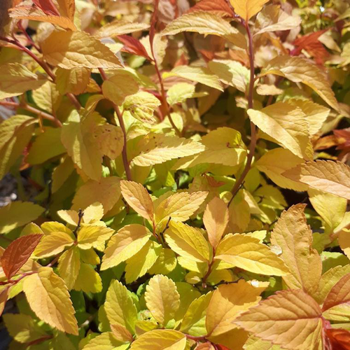 Visuel 1 du produit Spirée Bumalda Gold Flame. Le pot de 7,5 litres