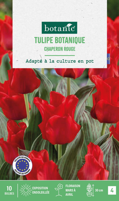 Visuel 1 du produit Tulipe Chaperon rouge botanic® - 10 bulbes