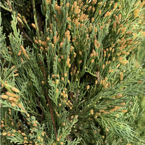 Visuel 1 du produit Cyprès de Provence vert. Le pot de 90 litres, 350+/ cm