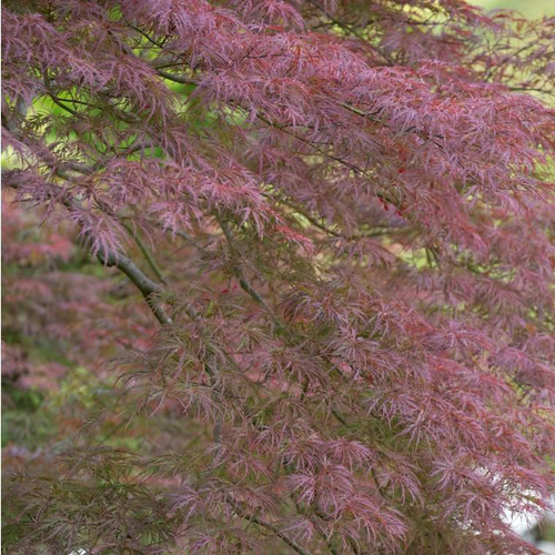 Visuel 1 du produit Érable du Japon Dissectum Garnet rouge. Le pot de 90 litres, 100 cm