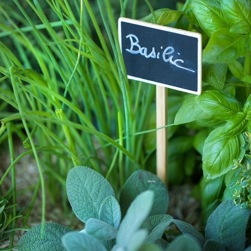 Visuel 2 du produit Etiquettes à planter en bois – 14 cm