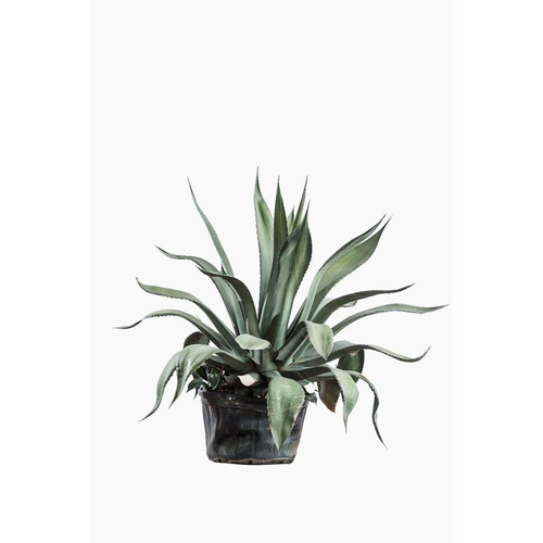 Visuel 1 du produit Agave Americana en pot déco de 12 L vert