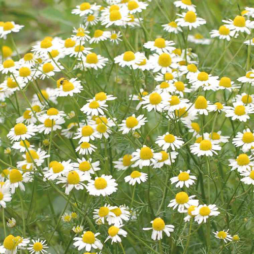 Visuel 1 du produit Camomille Romaine Bio. Le pot de 1 litre
