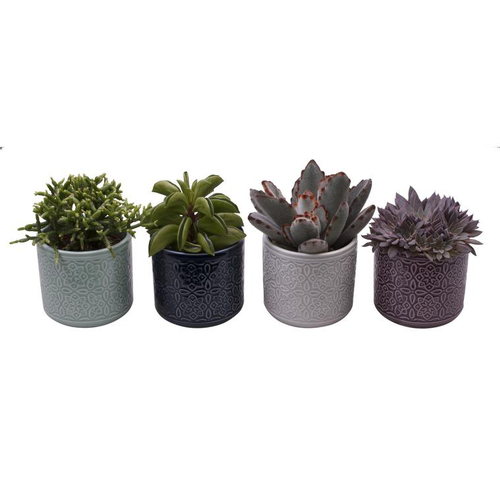 Visuel 1 du produit Succulente. La plante et son cache pot en céramique de 6 cm