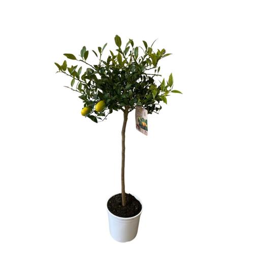 Visuel 1 du produit LIMEQUAT