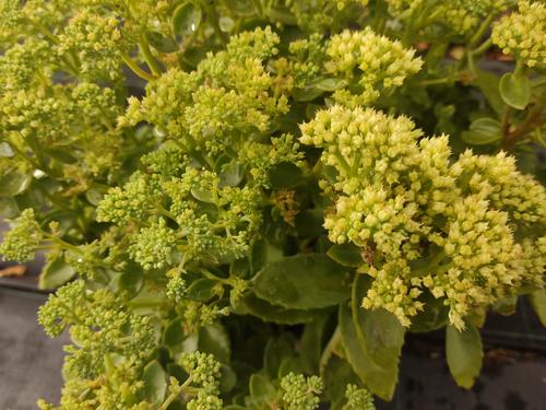 Visuel 1 du produit Sédum ‘Lemonjade’ - Le pot de 2 litres