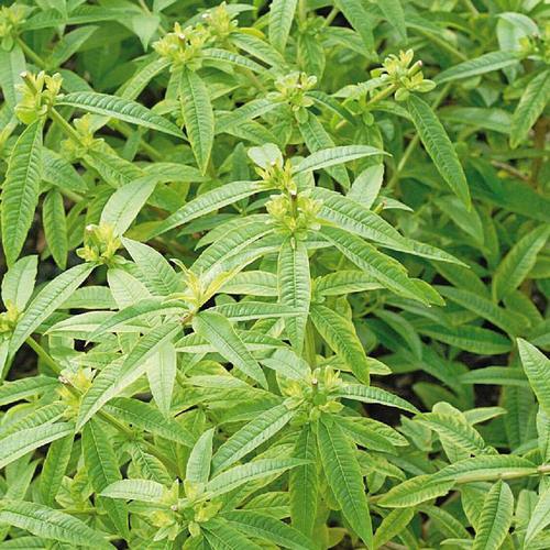 Visuel 1 du produit Verveine citronnelle bio en pot botanic® - 9 x 9 cm