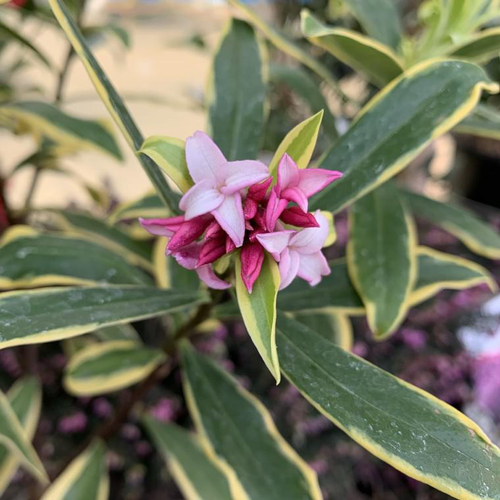 Visuel 1 du produit Daphne Odora Marianni Rogbret Rose. Le pot de 75 litres