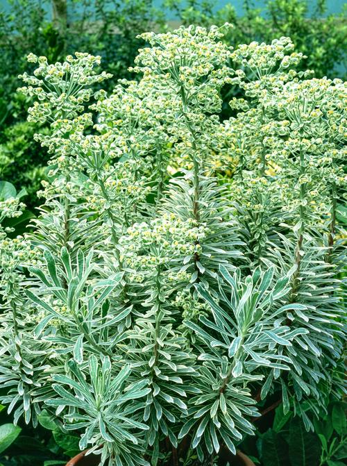 Visuel 1 du produit Euphorbe SILVER SWAN - Le pot de 2 litres