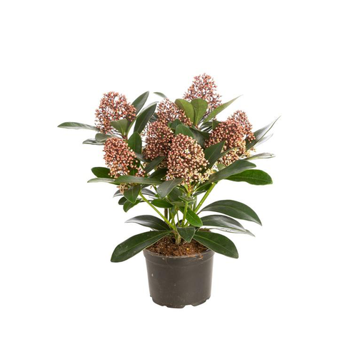 Visuel 2 du produit Skimmia - Le pot de 1 litre