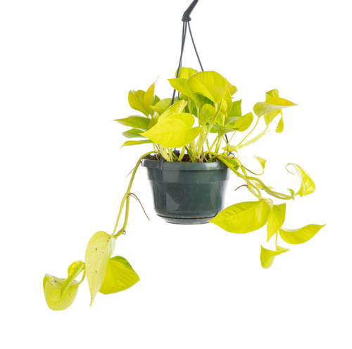 Visuel 1 du produit Pothos Golden jaune. La suspension Ø 15 cm