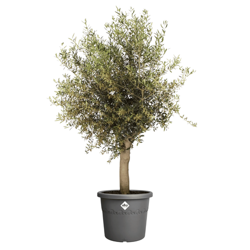 Visuel 4 du produit Pot en plastique recyclé gris anthracite Elho Algarve Cilindro - Ø 34,5 x H 29 cm