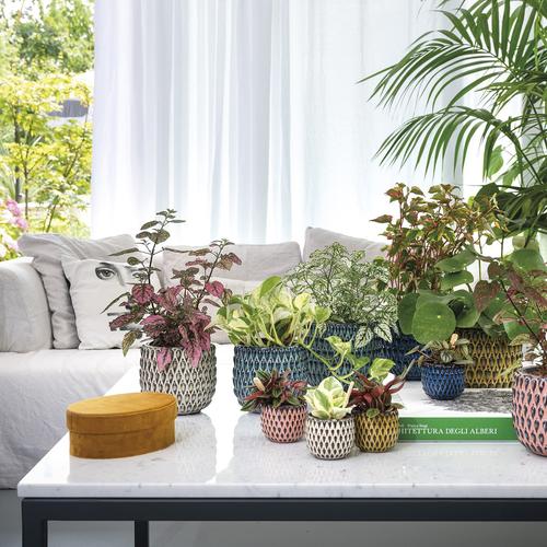 Visuel 3 du produit Cache-pot Fizzy coloris multicolore en céramique -  Ø 7,5 cm