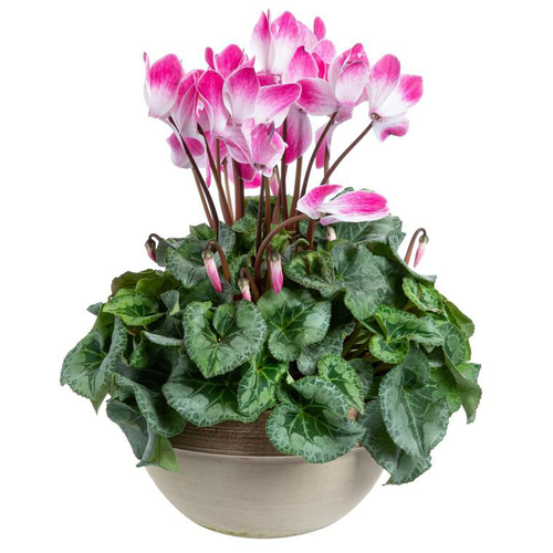 Visuel 1 du produit Cyclamen Latinia. Le pot en terre cuite de 5 litres