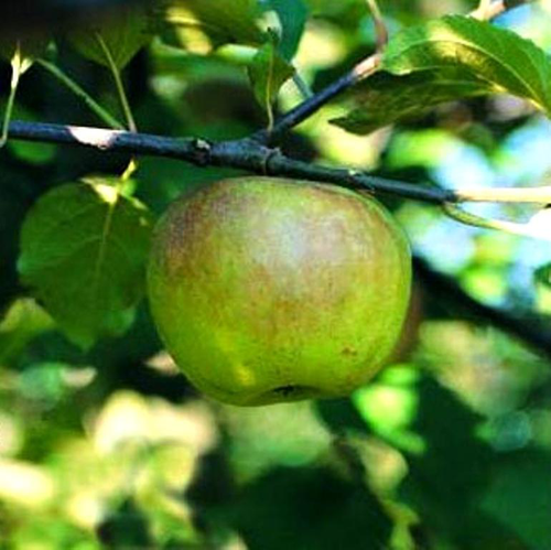 Visuel 1 du produit Pommier Blanche Canada Bio. Le pot de 15 litres