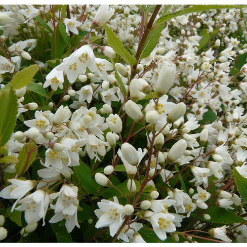 Visuel 1 du produit Deutzia Crenata Nikko. Le pot de 4 litres
