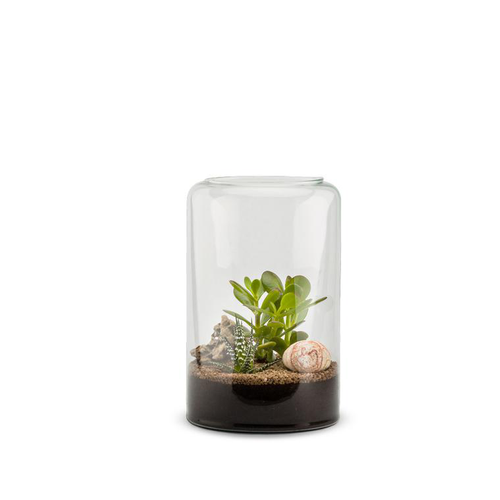 Visuel 1 du produit Terrarium Bulle de Nature Mia Succulente en verre transparent Naturalys taille M - Ø 19 x 30 cm