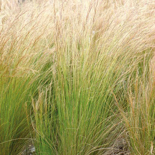 Visuel 1 du produit Stipa cheveux d'anges - Le pot de 9 x 9 cm