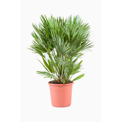 Visuel 1 du produit Chamaerops Humilis Compacta (Palmier nain) en pot de 13 L vert