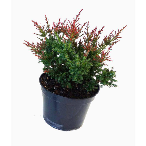 Visuel 1 du produit Podocarpus Lawrencei Red Tip 40/50 en pot de 5 L vert