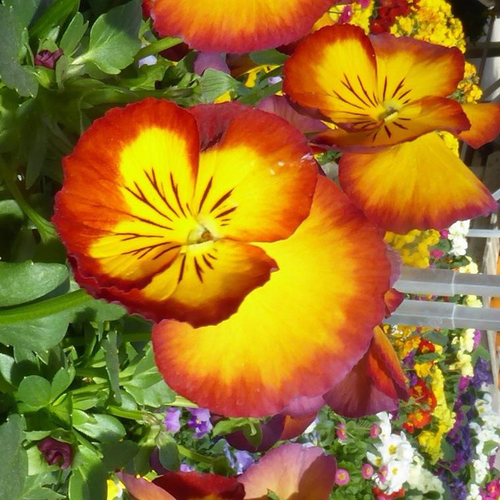 Visuel 1 du produit Pensée - La jardinière de 30 cm