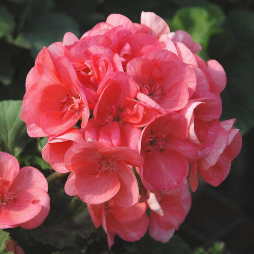 Visuel 1 du produit Géranium Zonal à fleurs multicolores - Le pot Ø 13 cm