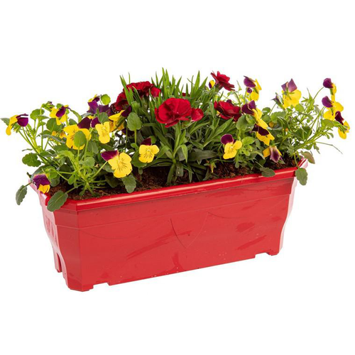 Visuel 1 du produit Jardinière printanière de Viola, Lierre et Œillet à fleurs multicolores - La jardinière de 30 cm