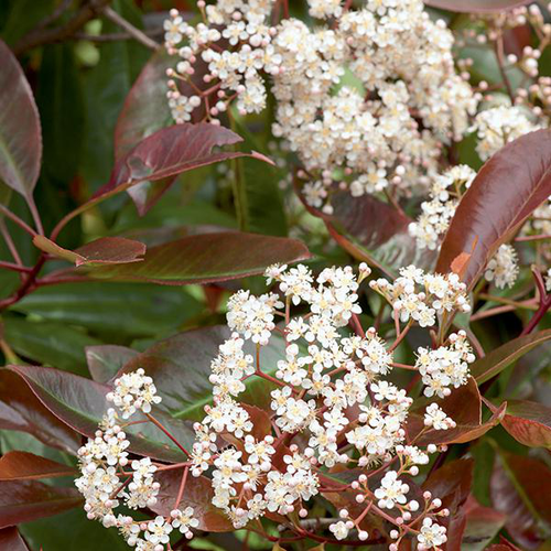 Visuel 2 du produit Photinia ‘Carré Rouge’ rouge. Le pot de 7L