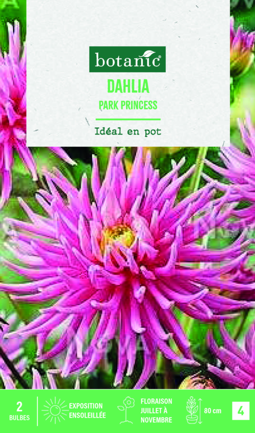 Visuel 1 du produit Bulbes de fleurs Dahlia semi-cactus nain Park Princess botanic® - 2 bulbes