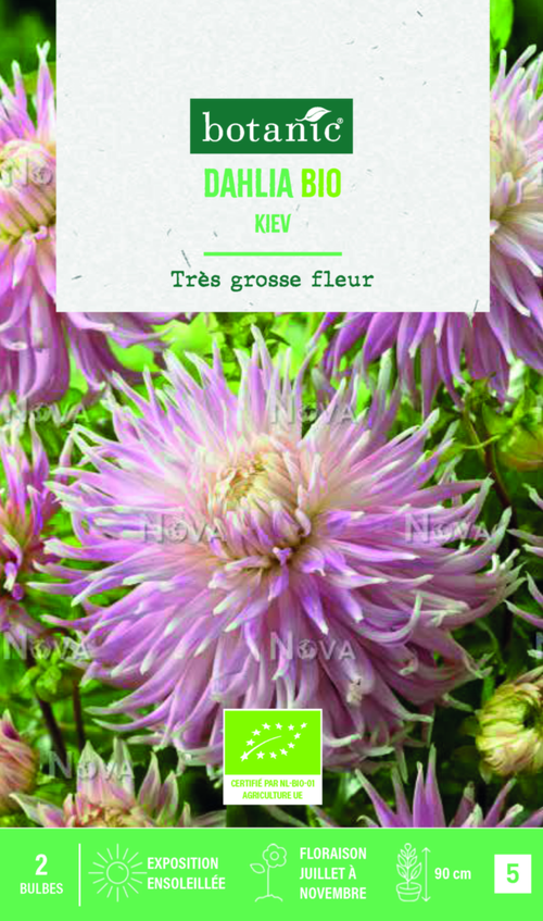 Visuel 1 du produit Bulbes de fleurs Dahlia décoratif Kiev bio botanic® - 2 bulbes