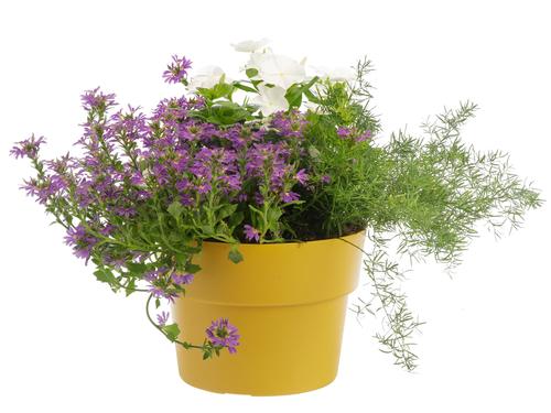 Visuel 1 du produit Mélange Provence. Le pot de 5 litres