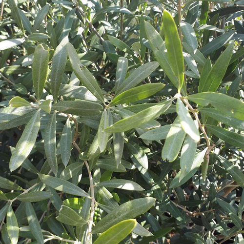 Visuel 1 du produit Olivier (Olea Europea) bonsaï. Le pot de 300 litres