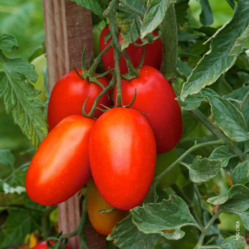 Visuel 1 du produit Tomate allongée variété Roma bio. La barquette de 3 plants