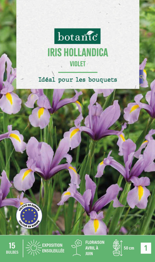 Visuel 1 du produit Iris hollande coloris violet botanic® - 15 bulbes