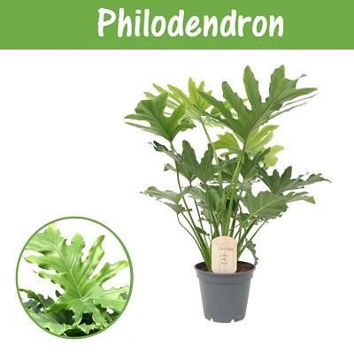 Visuel 1 du produit Philodendron Little Hope. Le pot de Ø 17 x H 60 cm, forme ramifiée