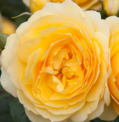 Visuel 2 du produit Rosier Off Load ® - Le pot de 7,5 litres