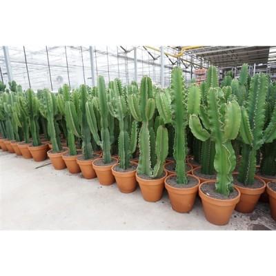 Visuel 2 du produit Euphorbia Erythrea botanic®. Le pot en terre cuite de Ø 27 x H 80 cm