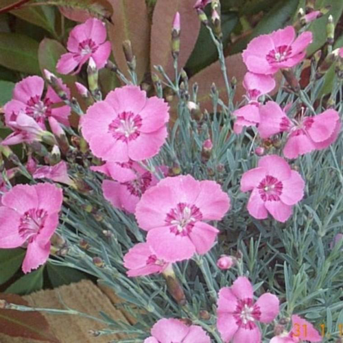 Visuel 1 du produit Oeillet Mignardise Shirley Temple - Le pot de 2 litres