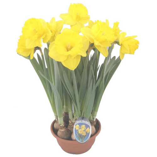 Visuel 1 du produit Narcisse Carlton - La coupe de 27 cm