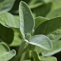 Visuel 5 du produit Sauge Officinale Bio. Le pot de 2,5 litres