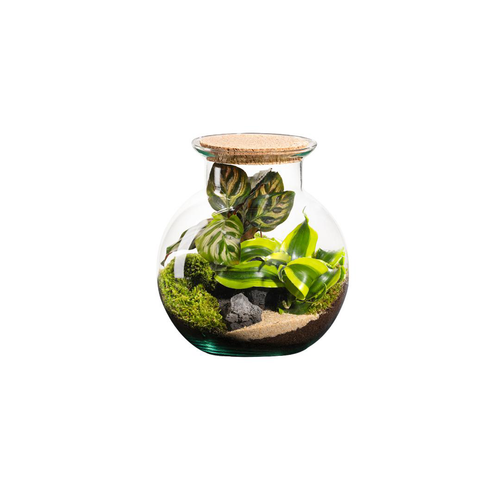 Visuel 1 du produit Terrarium autonome botanic® Havana Cala - Taille XS Ø 15 cm H 17 cm