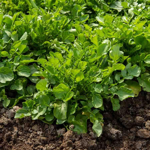 Visuel 3 du produit Graines de cresson coloris vert Vilmorin jardin - graines à semer